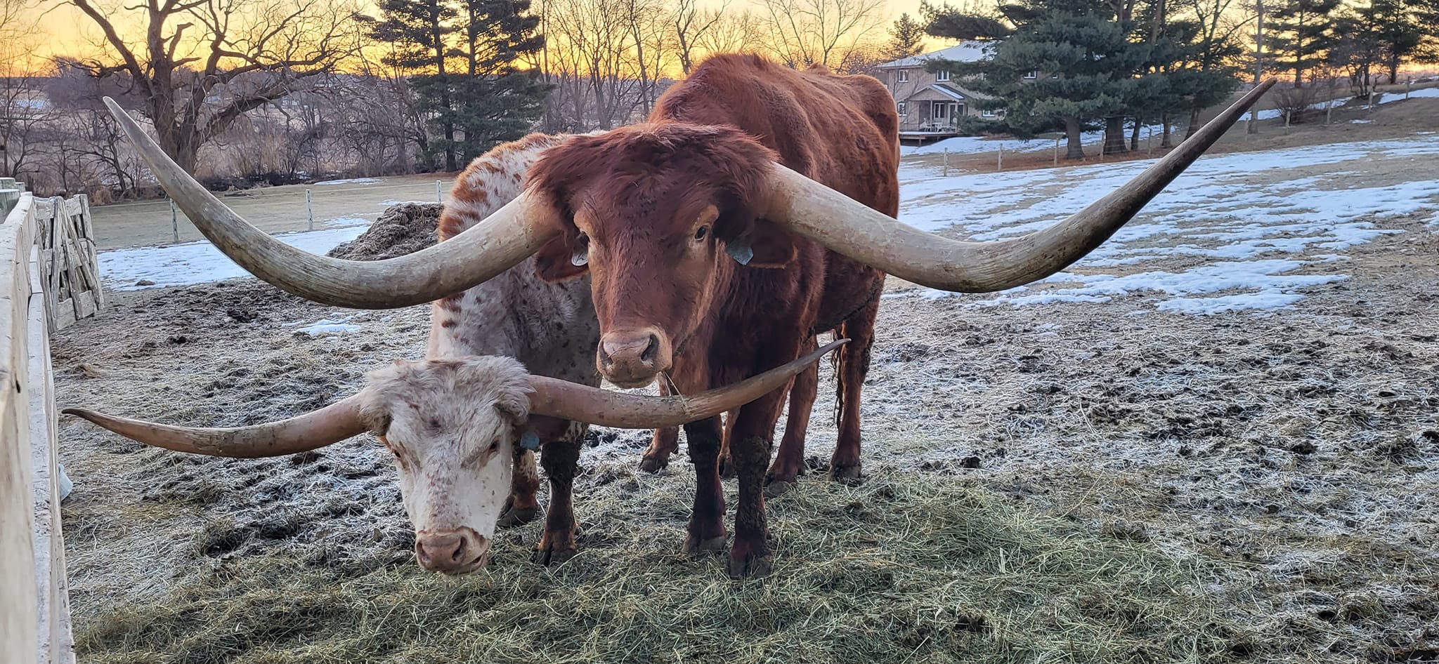 KEVS_LONGHORNS